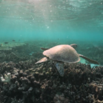 Musim panas terburuk yang pernah tercatat di Great Barrier Reef