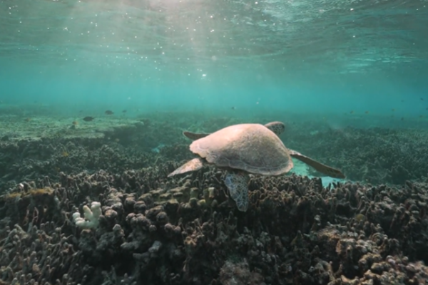 Musim panas terburuk yang pernah tercatat di Great Barrier Reef